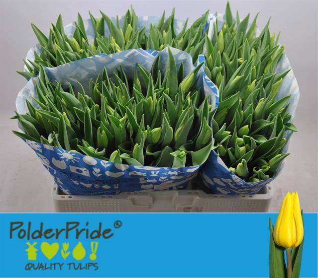 <h4>TU EN STRONG GOLD</h4>