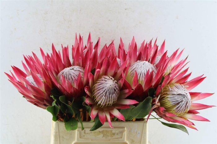 <h4>PROTEA CY MADIBA</h4>