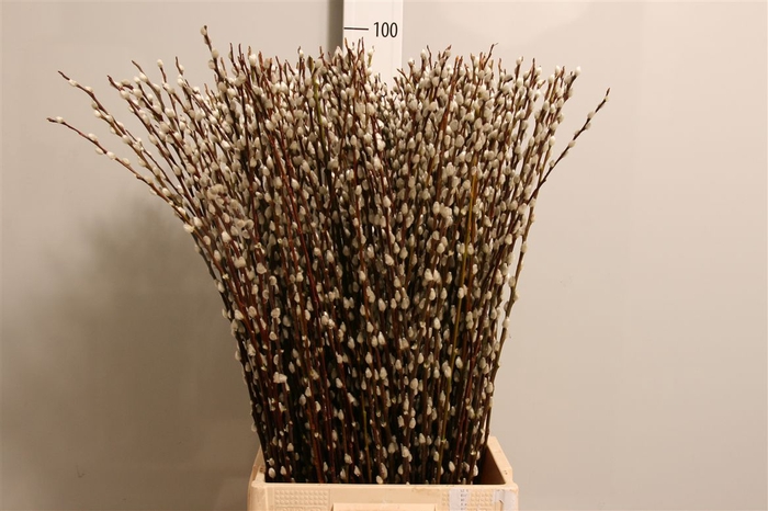 <h4>Salix Wilgenkatjes</h4>