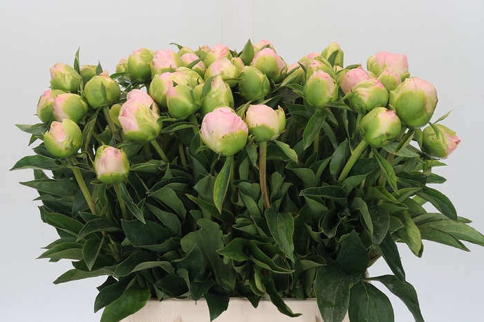 <h4>Paeonia Miss America</h4>