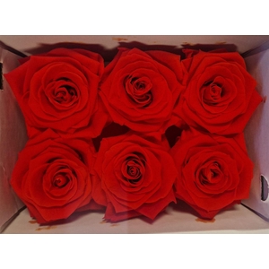 Ro Pres Classic Red Scarlet