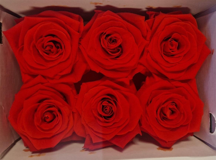 Ro Pres Classic Red Scarlet