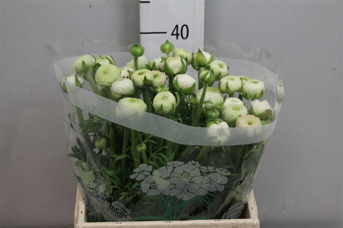 <h4>Ran Aazur White</h4>