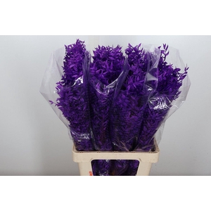 Pres Ruscus Bleached Col Purple