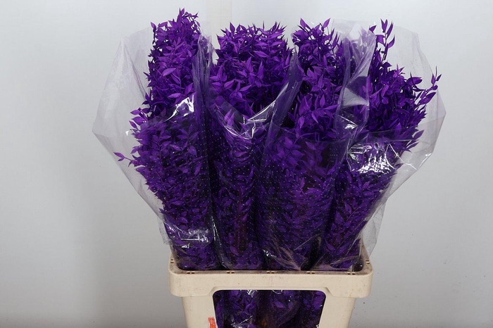 <h4>Pres Ruscus Bleached Col Purple</h4>