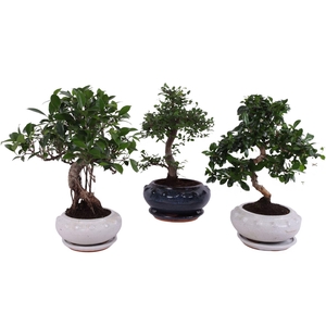 Bonsai   ...mix