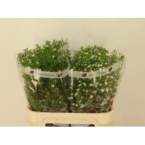 AST MONTE CASINO IMP