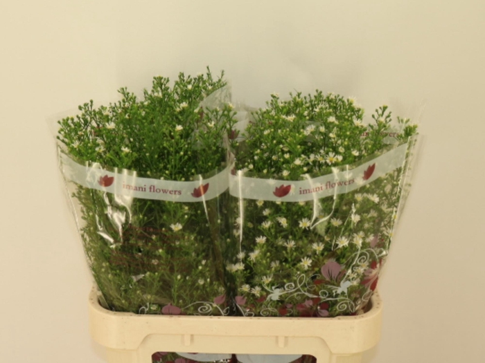 <h4>AST MONTE CASINO IMP</h4>