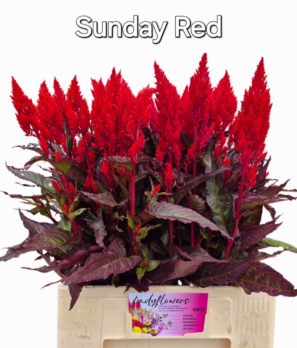 <h4>CEL P SUNDAY RED</h4>