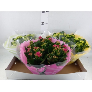 Kalanchoe blos.   ..rosebud mix  5