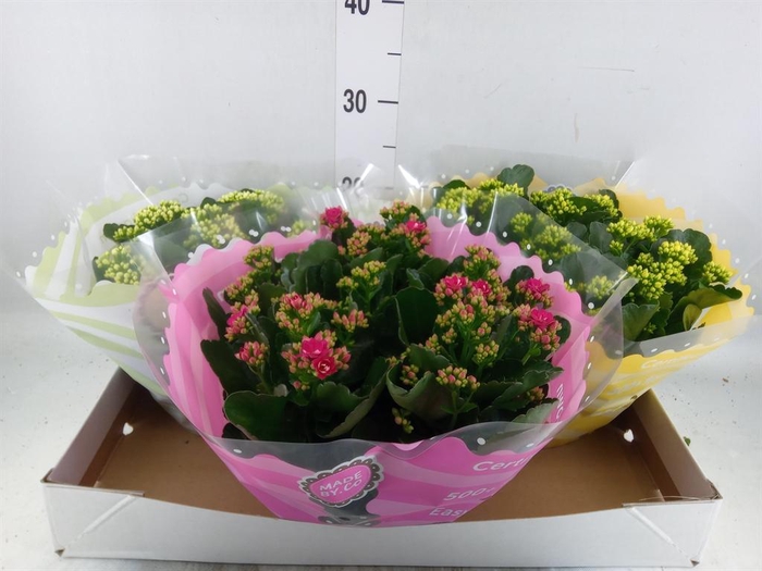 <h4>Kalanchoe blos.   ..rosebud mix  5</h4>