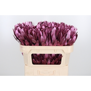 Leucod Kl Bh Metallic Rose