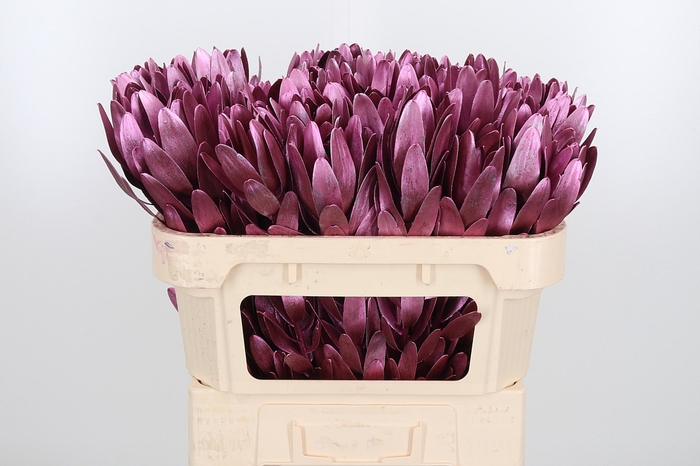 <h4>Leucod Kl Bh Metallic Rose</h4>