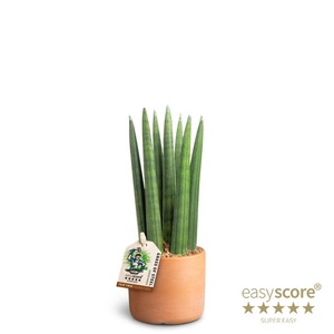 SANSEVIERIA CYLINDRICA