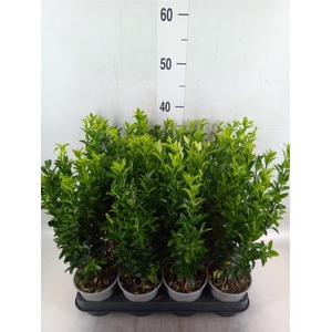 Euonymus japon. 'Green Spire'