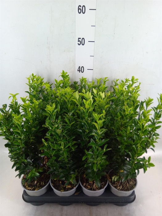 <h4>Euonymus japon. 'Green Spire'</h4>