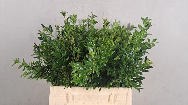 <h4>BUXUS PER BUNCH</h4>