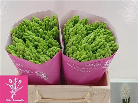 <h4>Hyac Top White</h4>