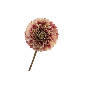 Dahlia Mauve Cream