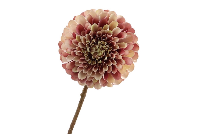 Dahlia Mauve Cream FL440196MAU