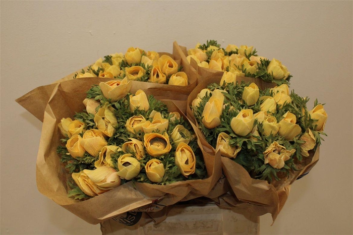 <h4>Anem Marianne Powder Abricot</h4>