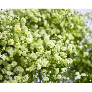 GYPS TINTED APPLE GREEN