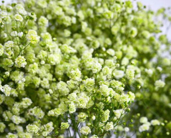 <h4>GYPS TINTED APPLE GREEN</h4>