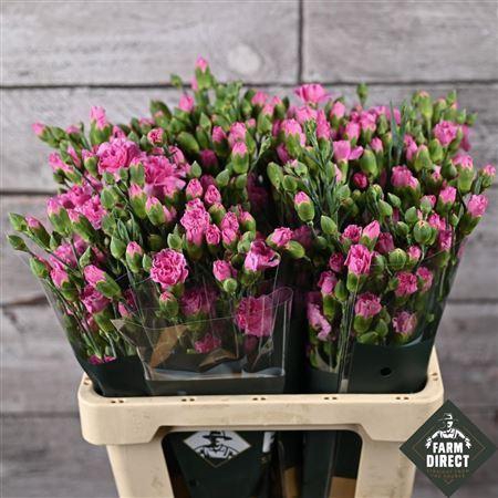 <h4>Di tr Lilac Melissa</h4>