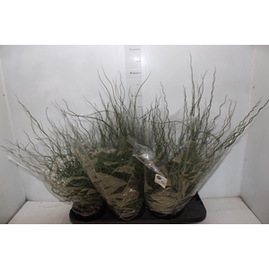 JUNCUS SPIRALIS P15