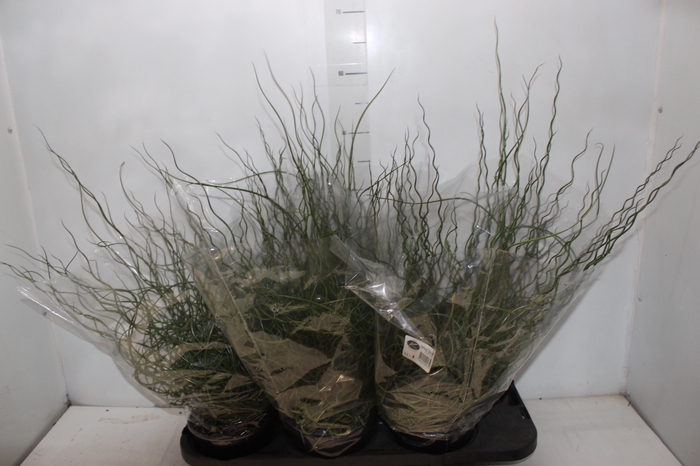 <h4>JUNCUS SPIRALIS P15</h4>