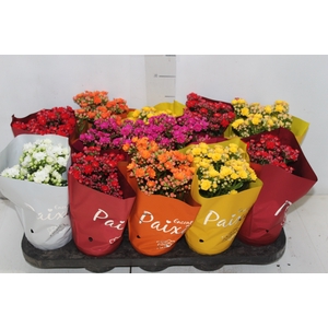 KALANCHOE DOBRADO PAIXOES P11
