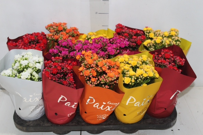 <h4>KALANCHOE DOBRADO PAIXOES P11</h4>