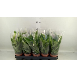 Spathiphyllum  'Bellini'