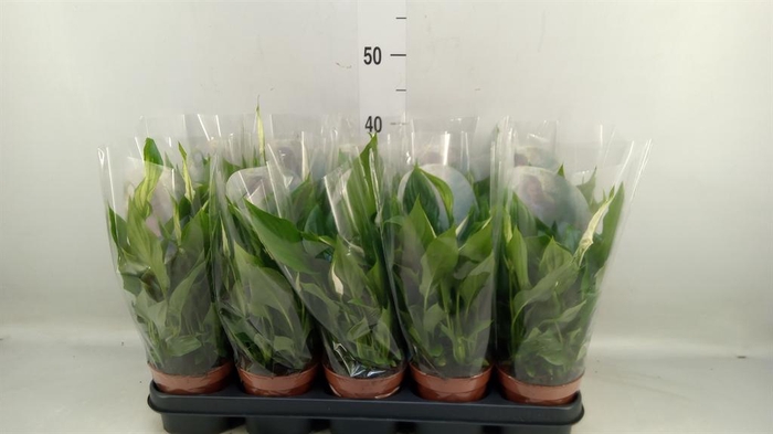 <h4>Spathiphyllum  'Bellini'</h4>