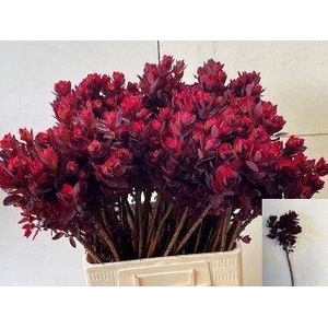 Coti C Royal Purple