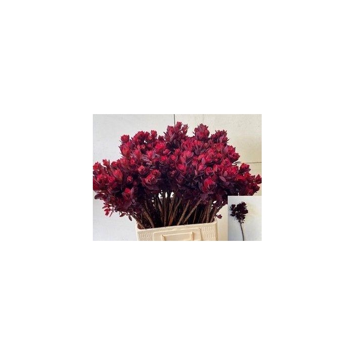 <h4>Coti C Royal Purple</h4>