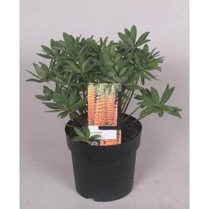 Lupinus 'West Country' Gladiator - 19 cm