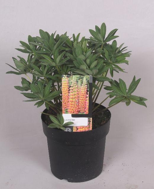 <h4>Lupinus 'West Country' Gladiator - 19 cm</h4>