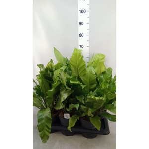 Asplenium nidus