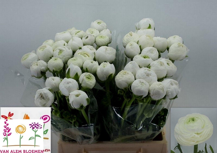 <h4>RAN AAZUR WHITE</h4>