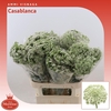 Ammi Vis Casablanca