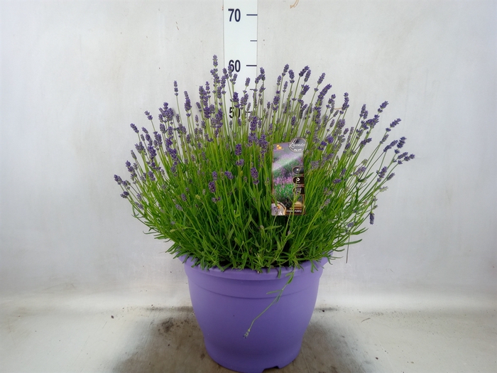 <h4>Lavandula angus. 'Essence Pure'</h4>