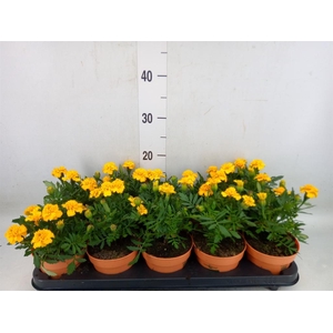 Tagetes