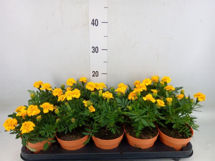 <h4>Tagetes</h4>