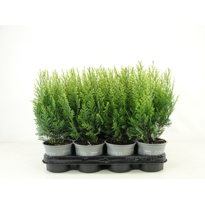 Chamaecyparis lawsoniana 'White Spot' P11