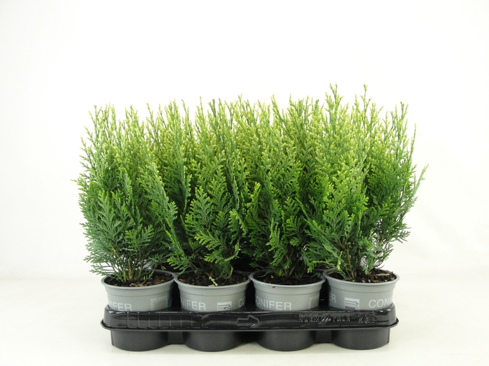 <h4>Chamaecyparis lawsoniana 'White Spot' P11</h4>