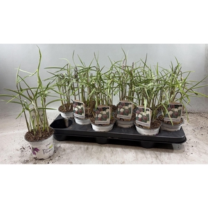 Fritillaria meleagris