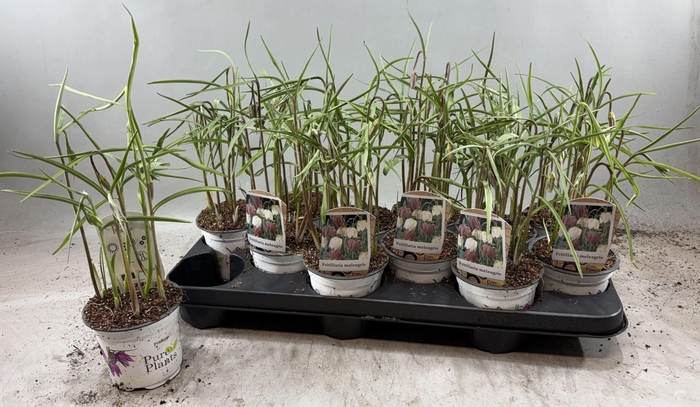 <h4>Fritillaria meleagris</h4>