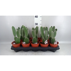 Opuntia
