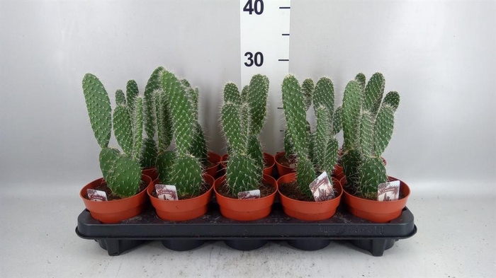 <h4>Opuntia</h4>